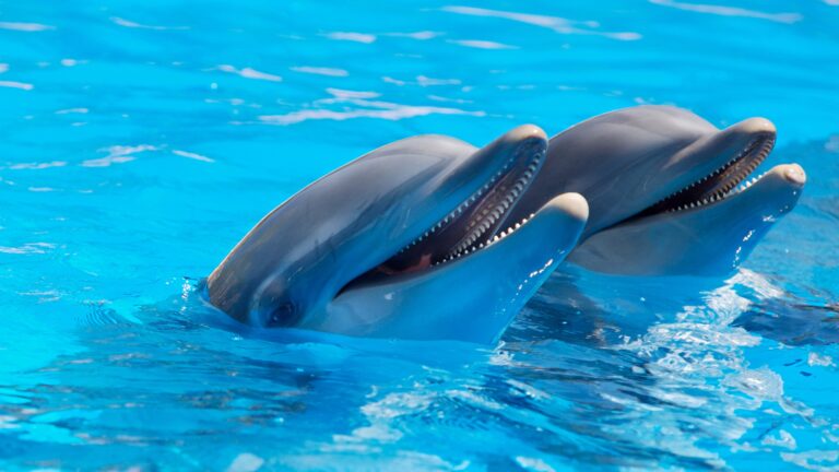 5 of the Best Sea Trips in Hurghada